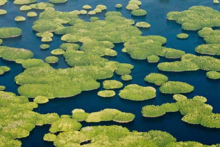 COP28: Restauración y protección del agua dulce