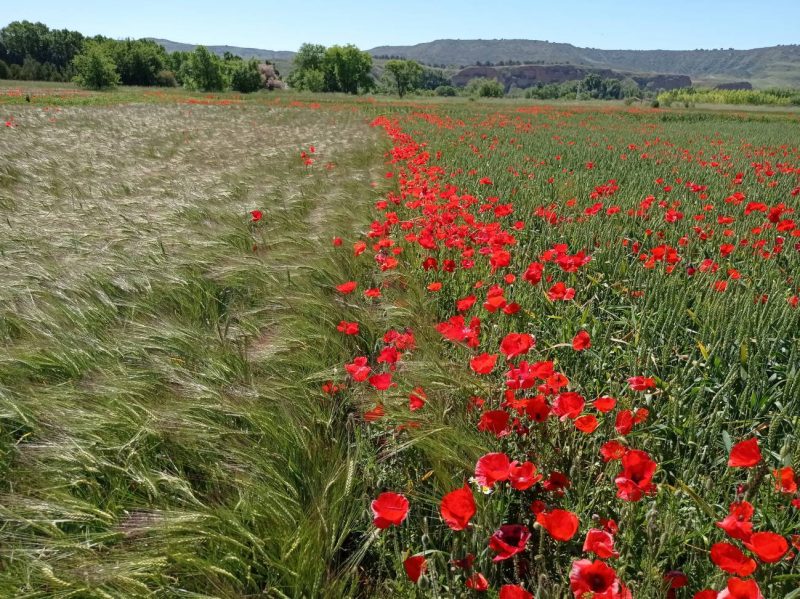Cóctel de 'hongos y bacterias' para un suelo saludable