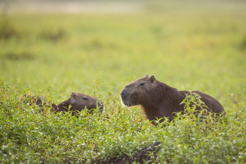 Colombia se postula para ser anfitrión de la COP 16