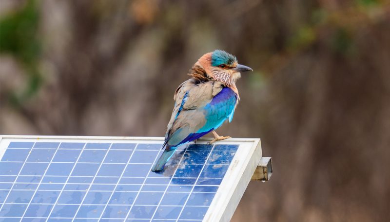 ¿Compatibilidad de proyectos solares con la biodiversidad?