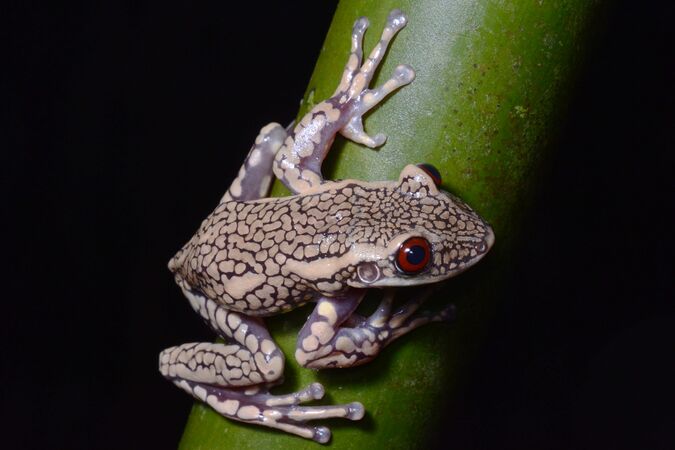 Cuatro de cada diez anfibios está en riesgo de extinción