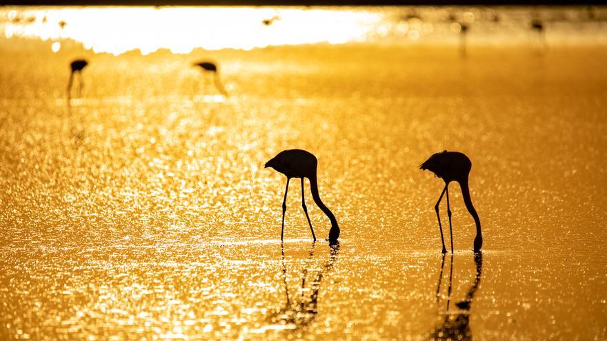 Doñana: Es un pacto que beneficia a todos