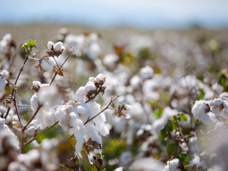EUCOTTON: Iniciativa para la 'trazabilidad' de la moda