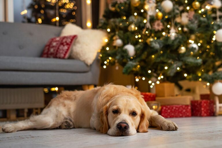 El 20% de los perros se adoptan en Navidad