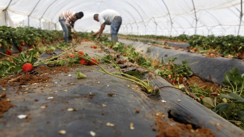 El Plan de la Fresa 'amenaza' el Pacto por Doñana