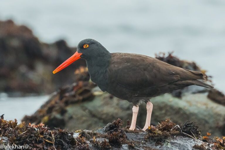 El ser humano ha 'exterminado' miles de especies de pájaros