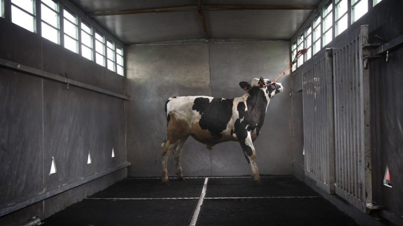 Europa: Mejorar el 'bienestar' del ganado, los perros y los gatos