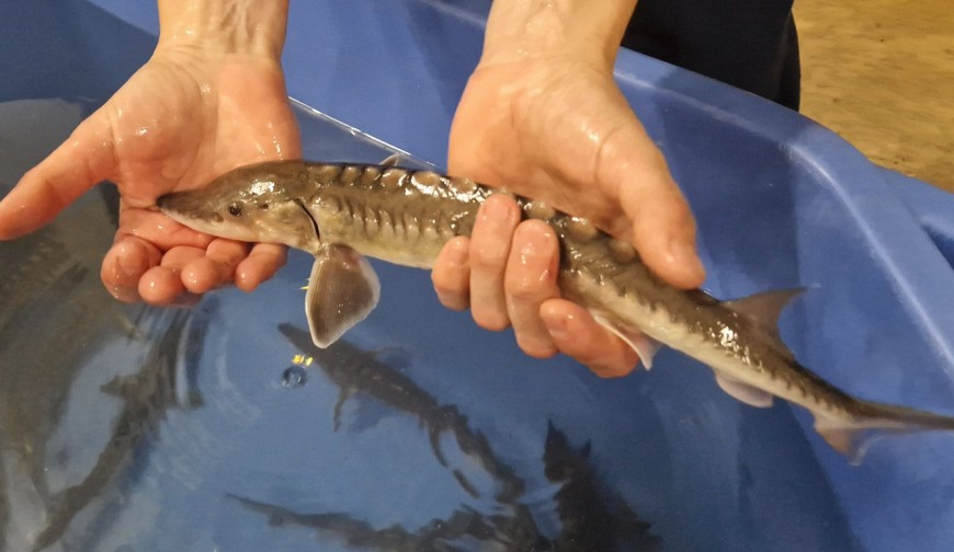 Hito histórico, el 'esturión' vuelve al río Ebro