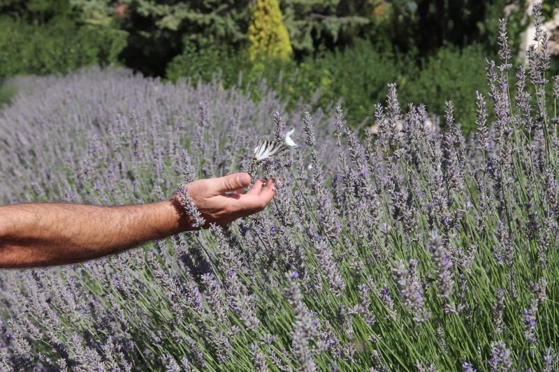 Kareema y Aland 'alianza' para la restauración del Paisaje