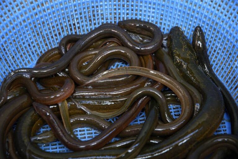 La pesca de la anguila pronto será historia por su extinción