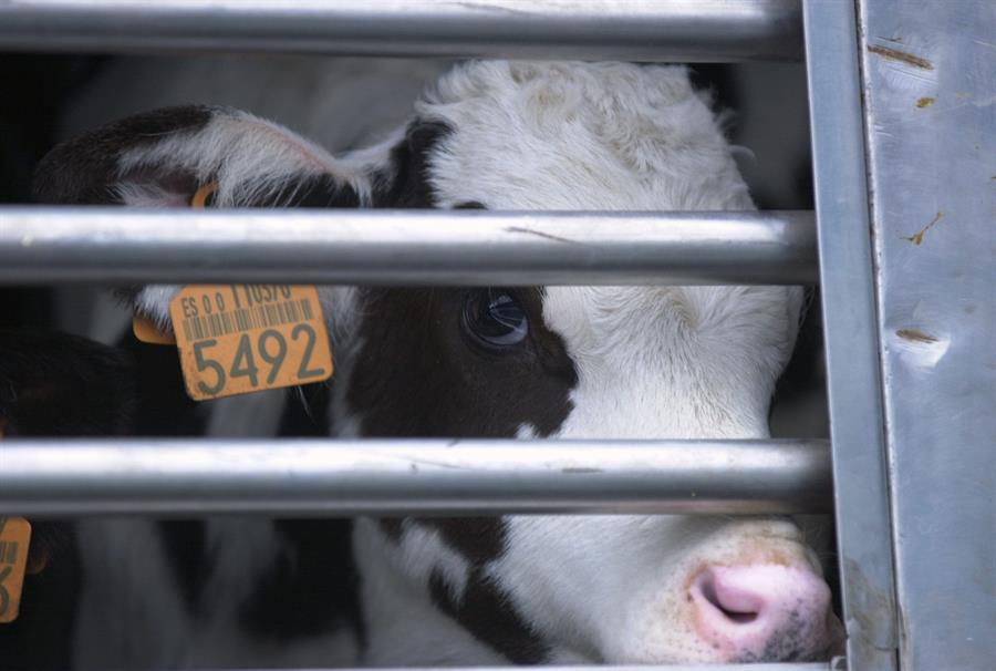 La propuesta de la UE sobre transporte de animales es insuficiente