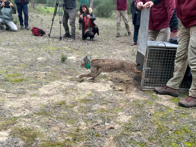 Los linces ibéricos ‘Flecha’ y ‘Tirene’ ya campan por Doñana