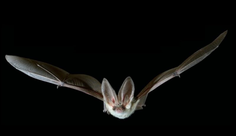 Mar Menor: Hay que cuidar las colonias de vencejos y murciélagos