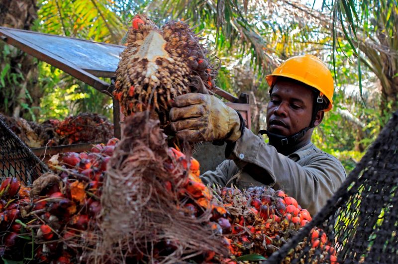 NO a la palma y soja para producir biocombustibles