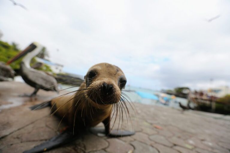 Nueva estrategia para la 'Reserva Marina de las Galápagos'