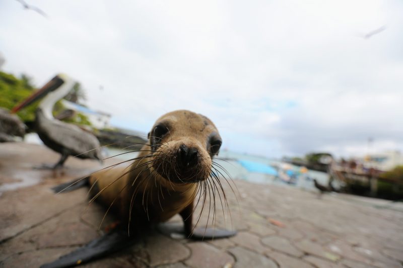 Nueva estrategia para la 'Reserva Marina de las Galápagos'