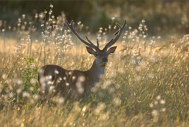 Perspectivas de la Ley de Restauración de la Naturaleza
