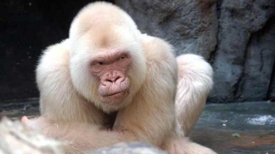 Polémica a cuenta de Copito de Nieve