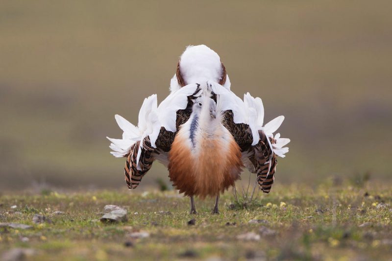 Polémica a cuenta del parque solar FV Peralta en Navarra