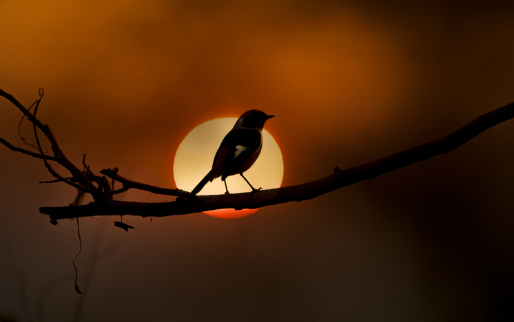 Qué pasará en el 'Día de la Naturaleza' de la COP28