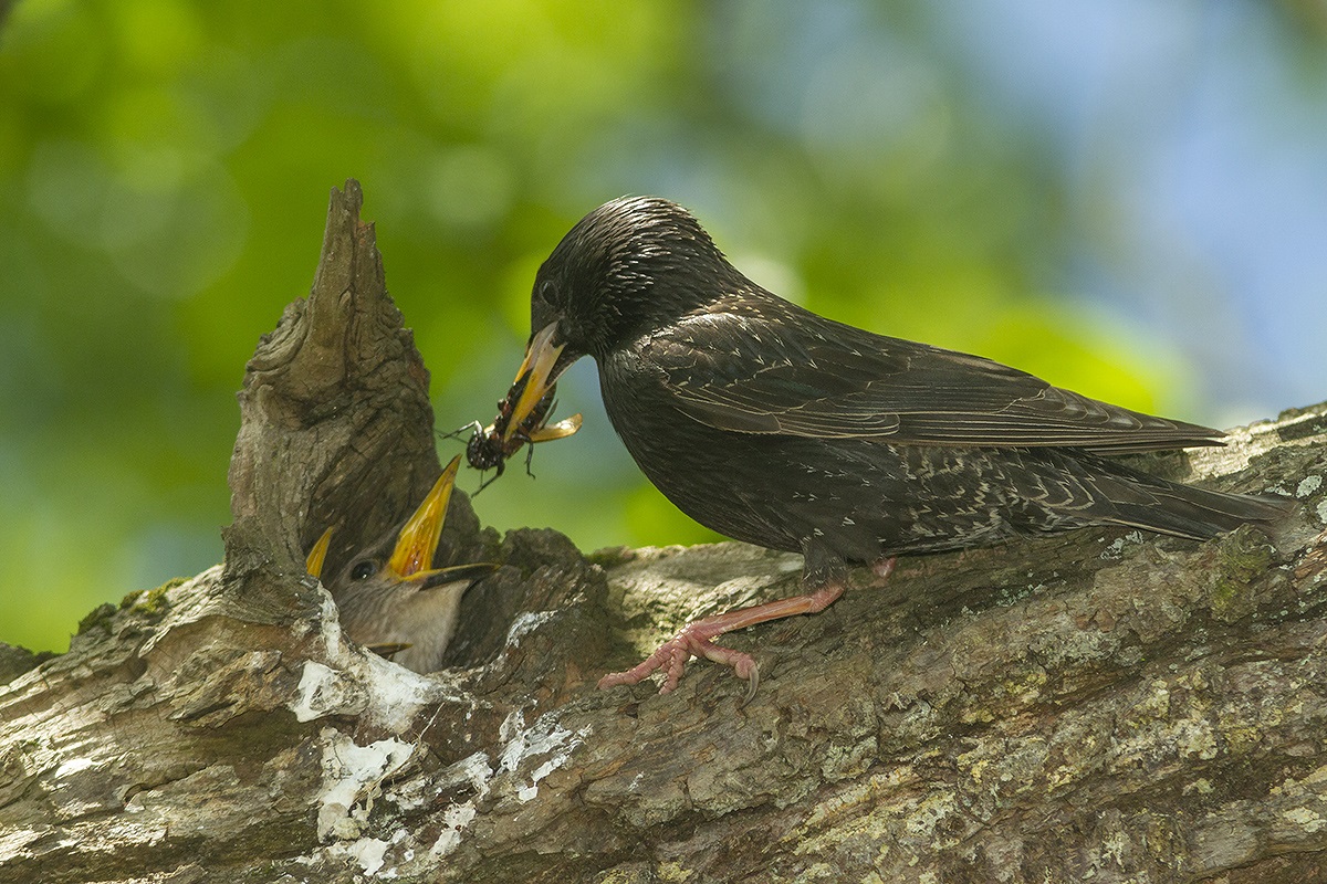 Qué sabemos de las aves electrocutadas en Gijón