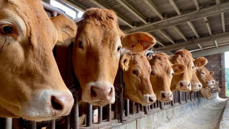 Retorno de nutrientes al suelo de los pastos por parte del ganado
