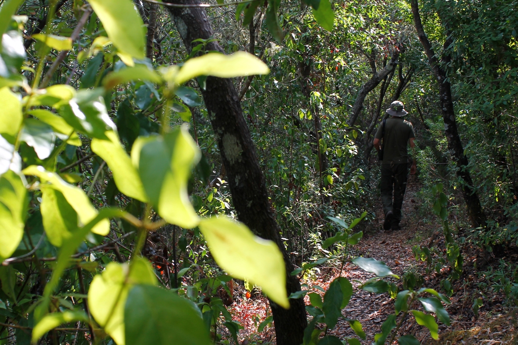 Revista Folia Botanica Extremadurensis
