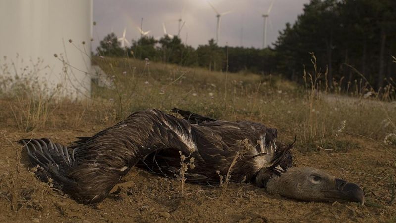 Vamos a desplegar las 'renovables' respetando la biodiversidad