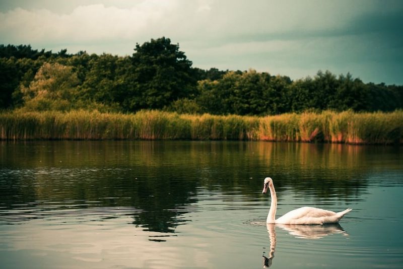 ¿Dónde están y cómo viven las aves de España?