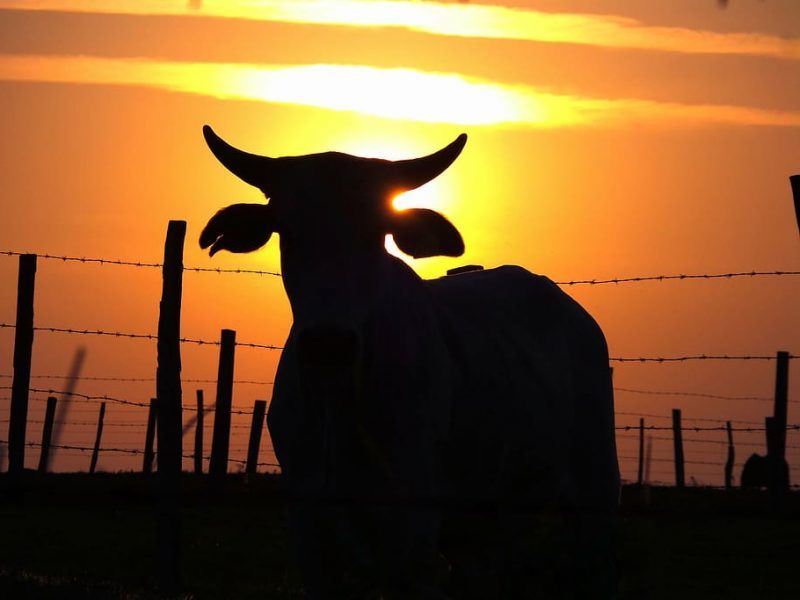 El bienestar animal vuelve a posponerse en la UE