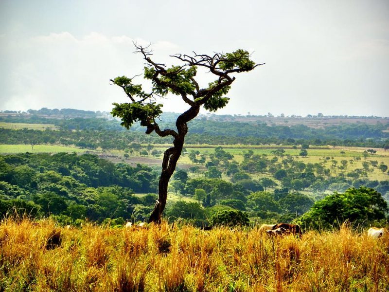 Mucho cuidado con el acuerdo comercial UE-Mercosur