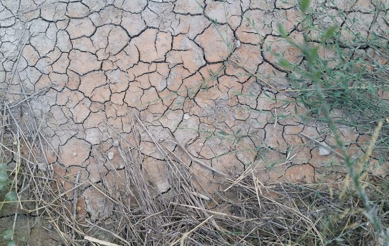 Doñana: sin aves ni agua y fuera de la Green List