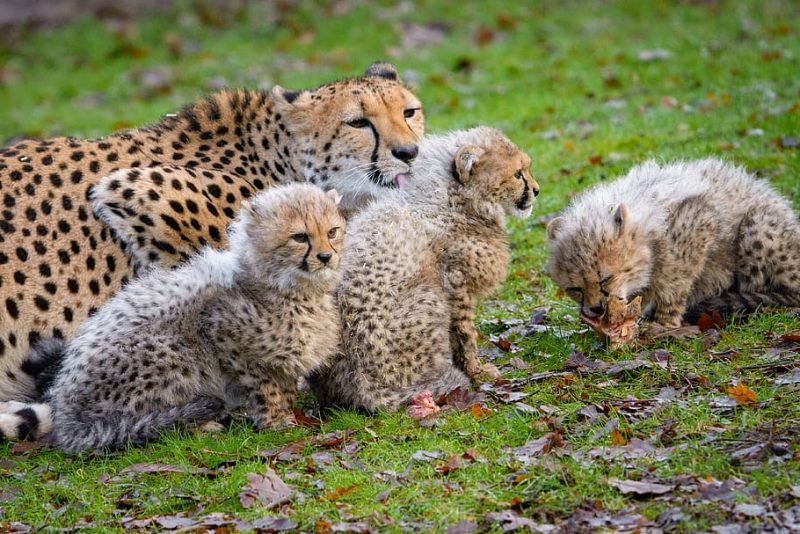 Día Mundial del Guepardo 2023