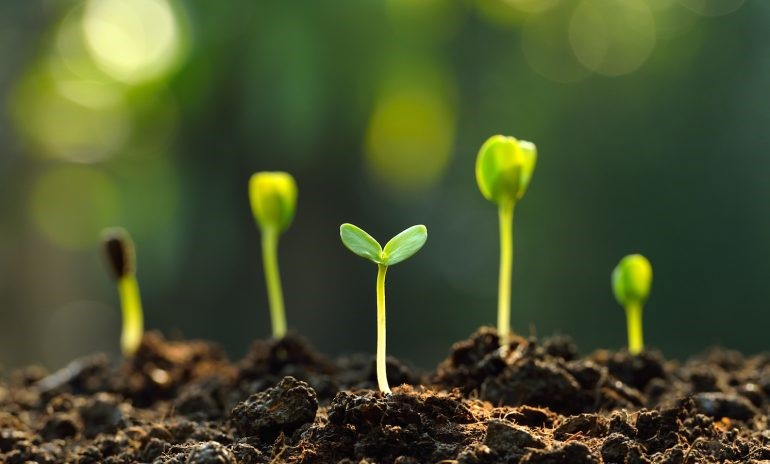 Qué es la agricultura ecológica casera