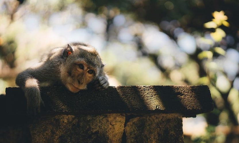 Día Mundial del Mono 2023