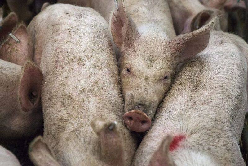 Transporte de animales en la UE: un horror bien oculto