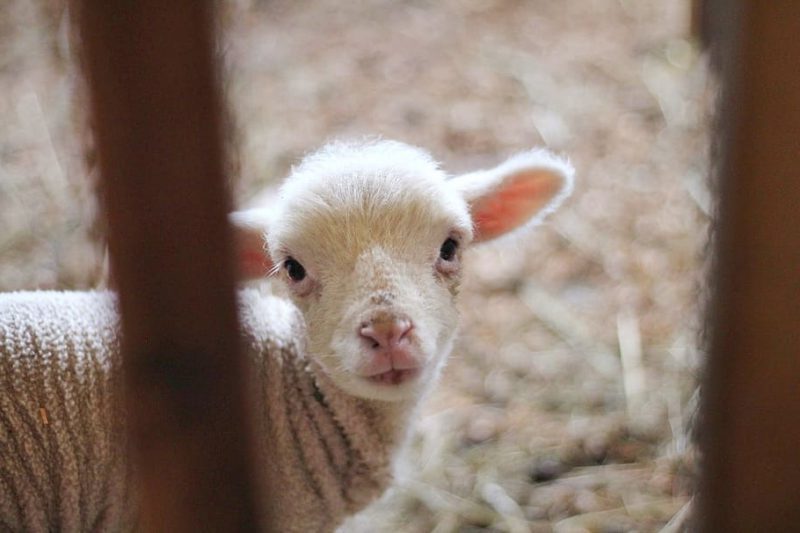 Transporte de animales en la UE: un horror bien oculto