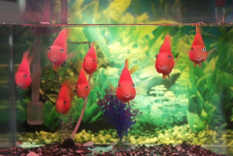 El transporte de peces en la UE debería ser más estricto