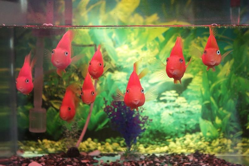 El transporte de peces en la UE debería ser más estricto