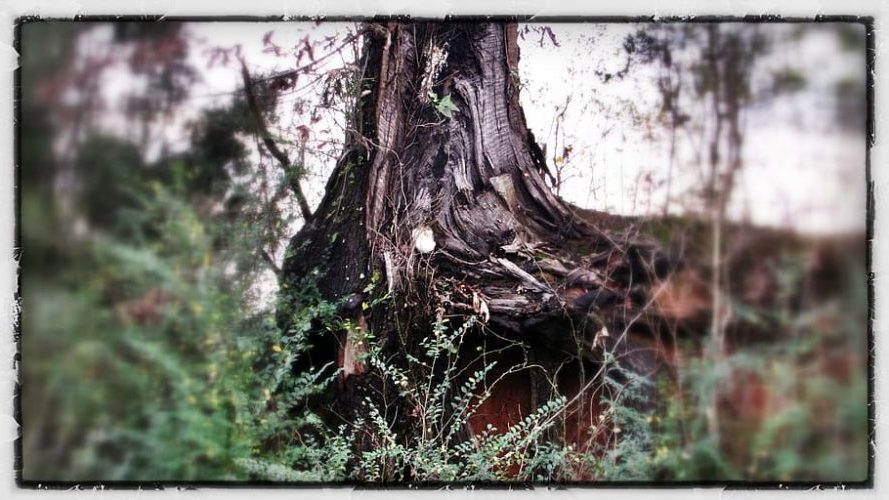 Día Mundial del Suelo 2023