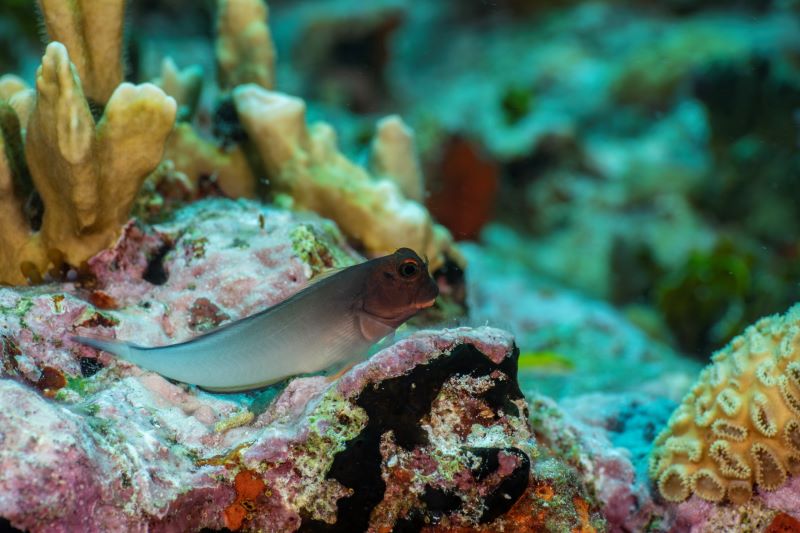 Parque Nacional Bajos del Norte