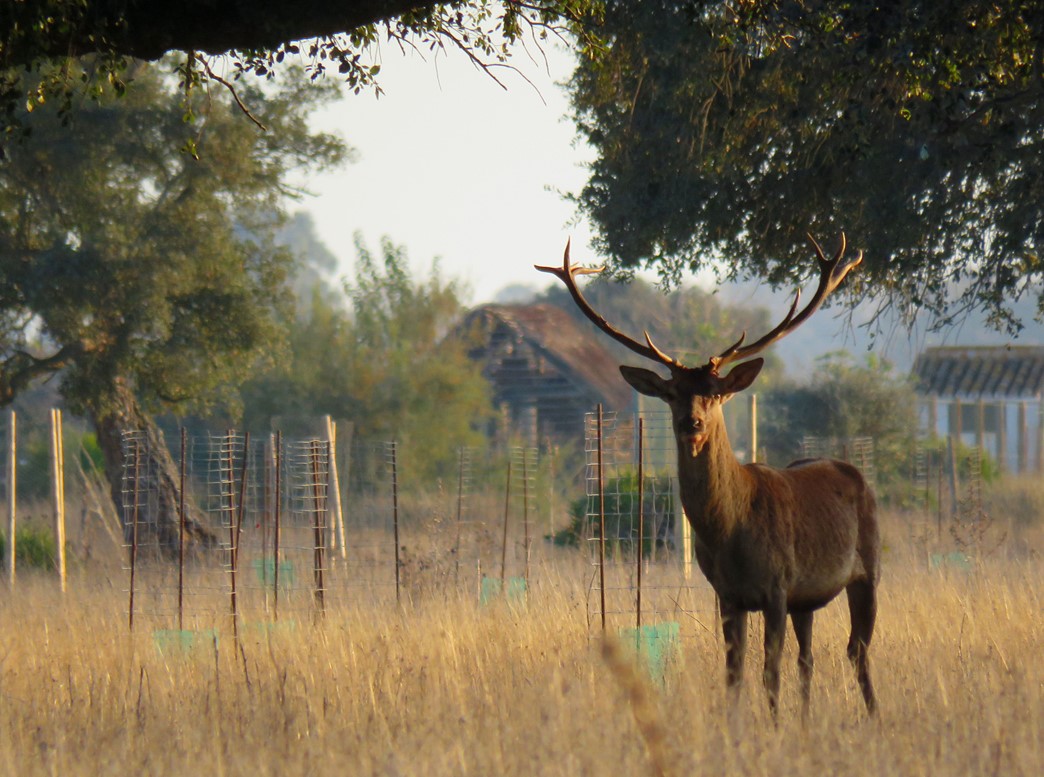 movimiento de fauna en Doñana