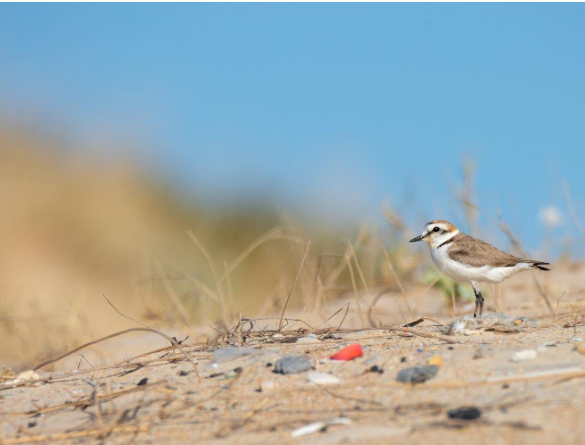 microplásticos costa