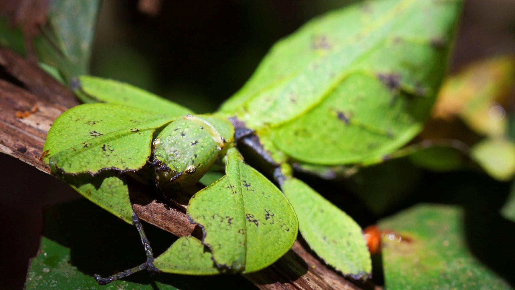 mimetismo animal tipos