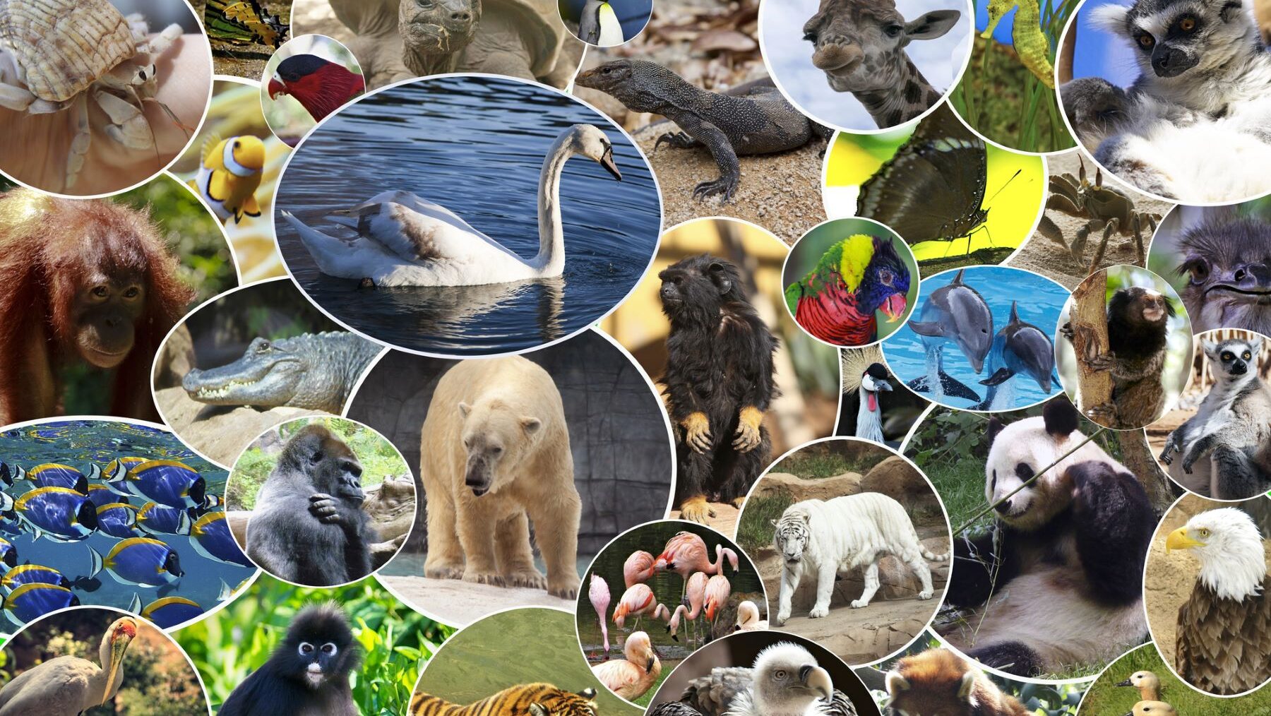 biodiversidad países