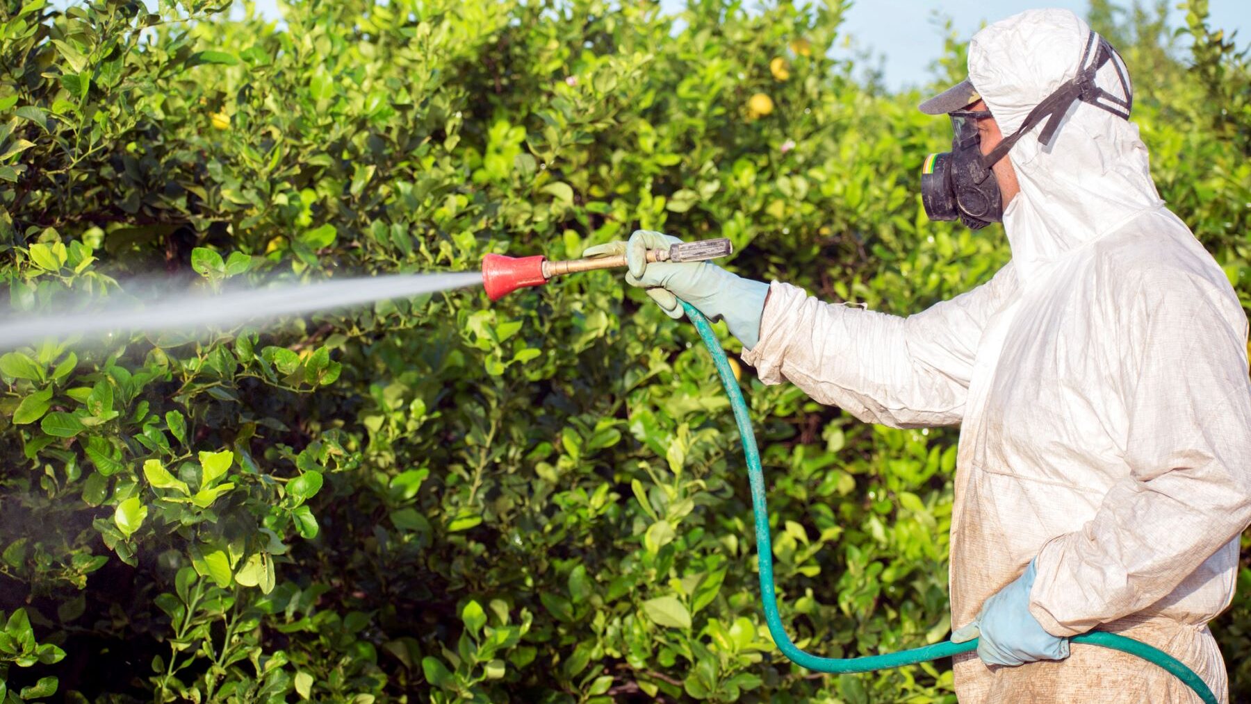 Maneras limpiar cuerpo herbicidas pesticidas