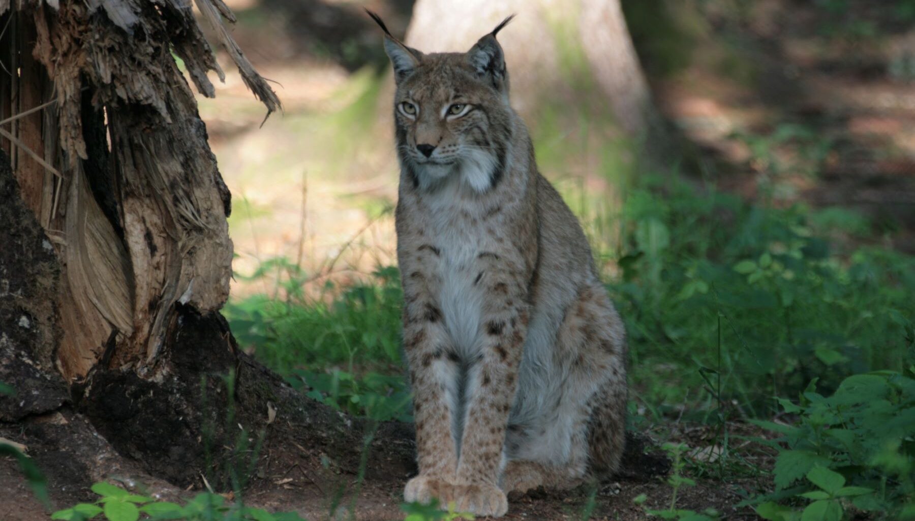 Lista Roja de la UICN España