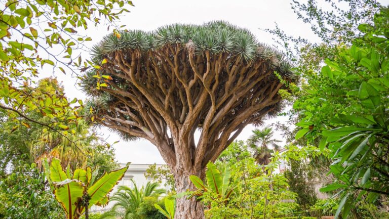 árboles más raros del mundo