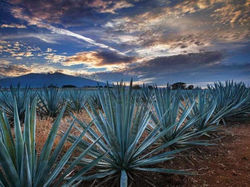 agave azul