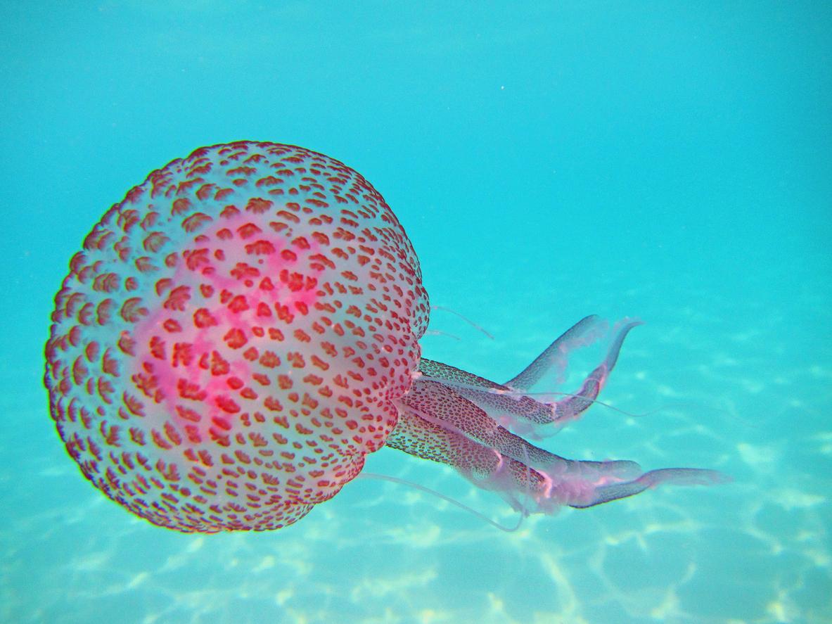 animales sin cerebro